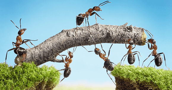Wholesale Carriers interconnection challenges ants